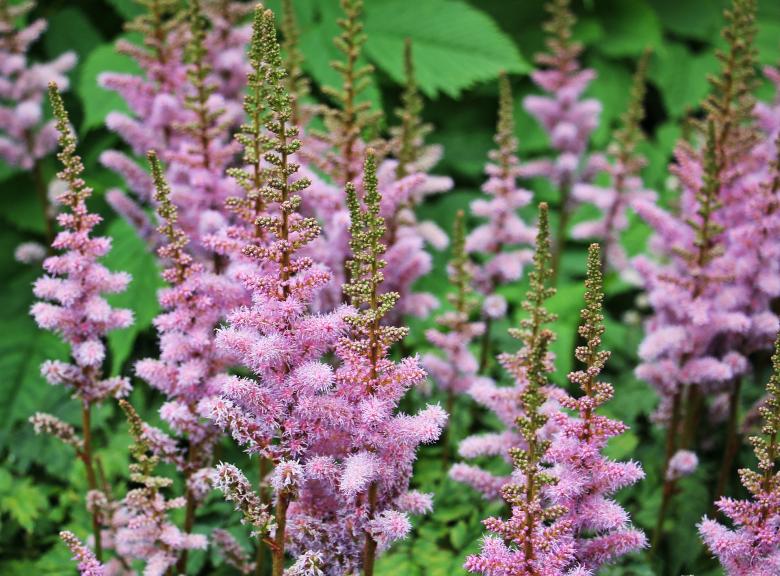 Free stock image of Knotweed in the Garden created by Pixabay