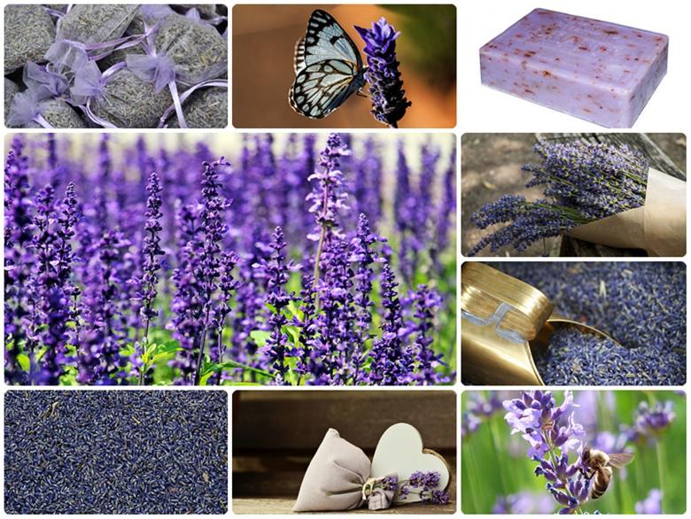 Free stock image of Fresh Lavender Collage created by Pixabay