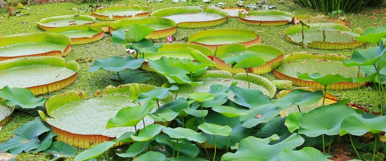 Free stock image of Lily Pad created by Pixabay