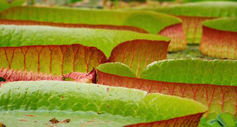 Free stock image of Lily Pad created by Pixabay