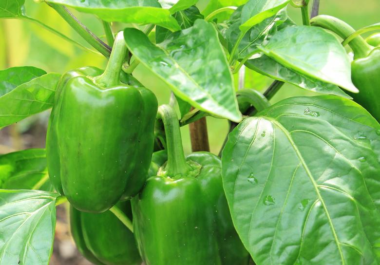 Free stock image of Green Paprika created by Pixabay