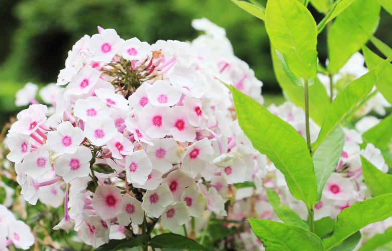 Free stock image of Phlox in the Garden created by Pixabay