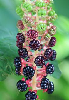 Pokeweed in the Garden - Free Stock Photo