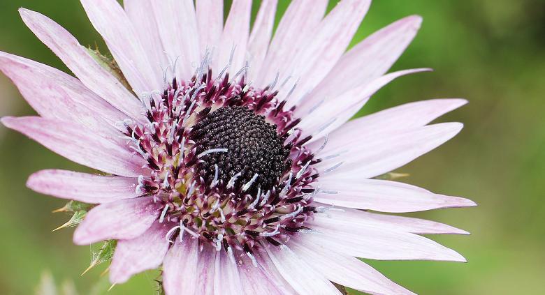 Free stock image of Purple Thistle created by Pixabay