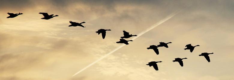 Free stock image of Flying Ducks created by Pixabay