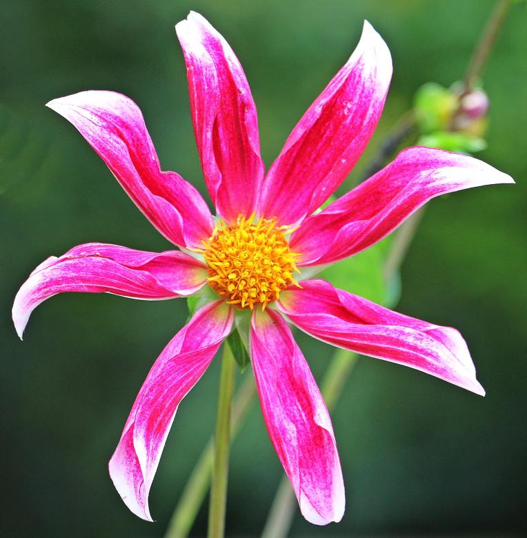 Free stock image of Fresh Sterndahlie created by Pixabay