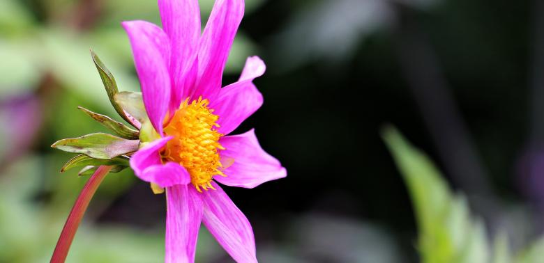 Free stock image of Fresh Sterndahlie created by Pixabay