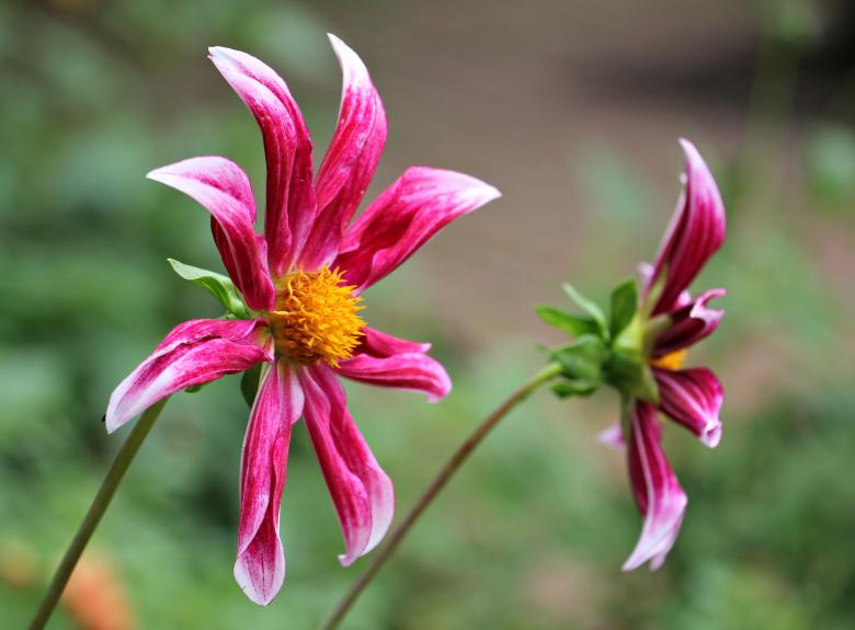 Free stock image of Fresh Sterndahlie created by Pixabay