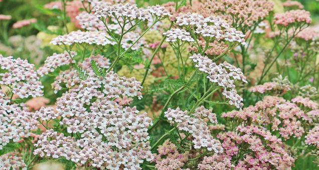 Free Stock Photo of Blooming Flowers