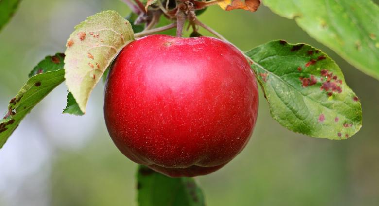 Free stock image of Wild Apple created by Pixabay