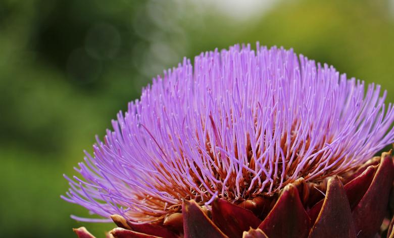 Free stock image of Macro Artichoke created by Pixabay