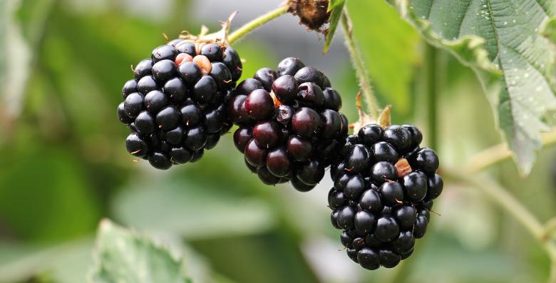 Free stock image of Macro Blackberries created by Pixabay