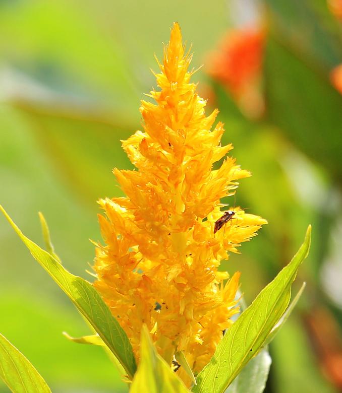 Free stock image of Celosia Argentea created by Pixabay