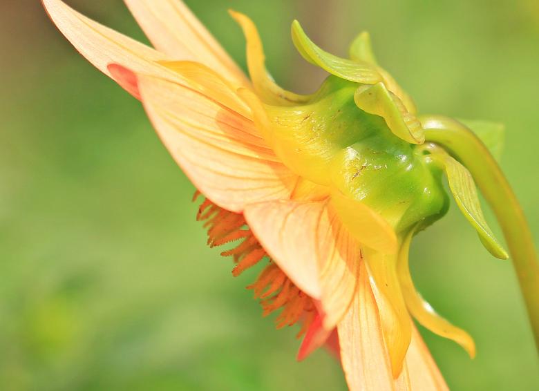 Free stock image of Fresh Dahlia created by Pixabay