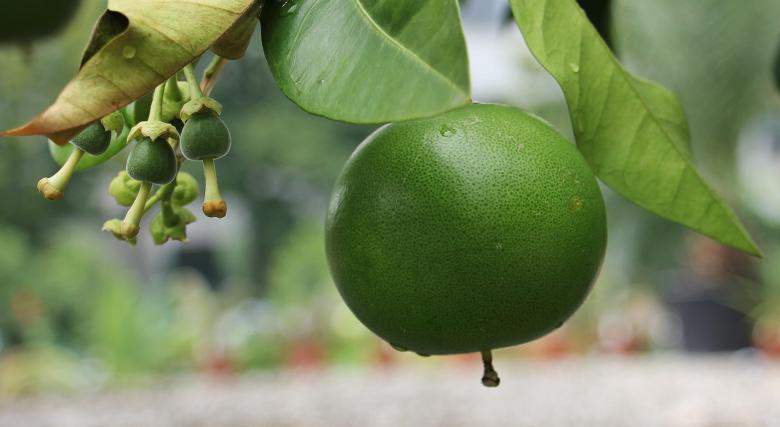 Free stock image of Grapefruit created by Pixabay