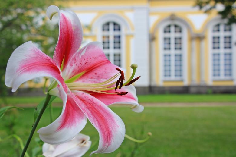 Free stock image of Fresh Lily created by Pixabay