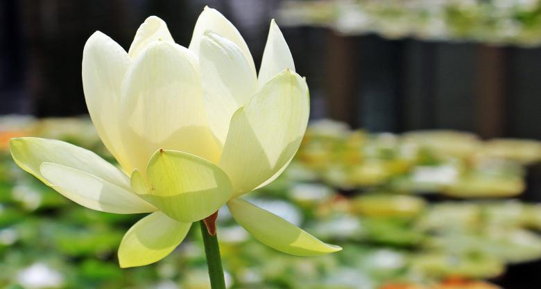 Free stock image of Lotus Flower created by Pixabay