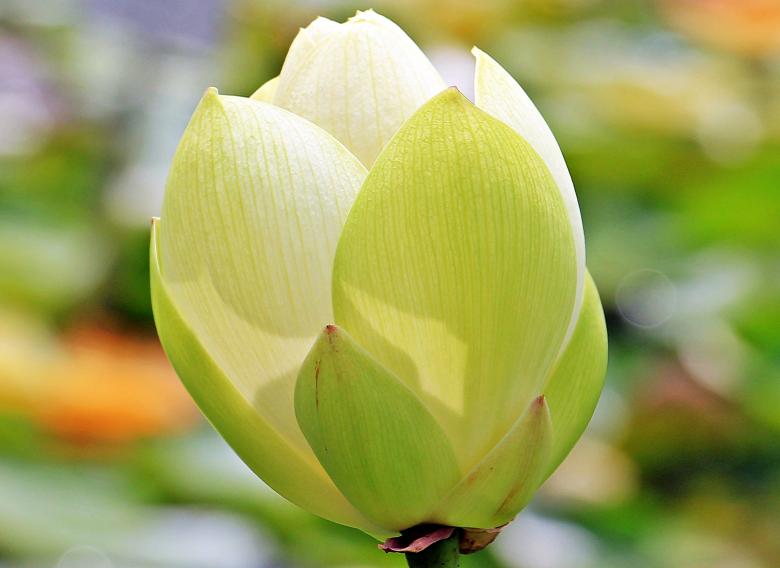 Free stock image of Lotus Flower created by Pixabay