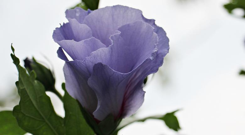 Free stock image of Mallow in the Garden created by Pixabay