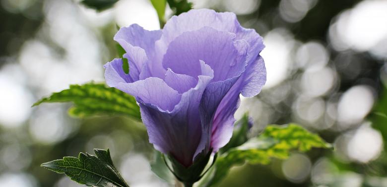 Free stock image of Mallow in the Garden created by Pixabay