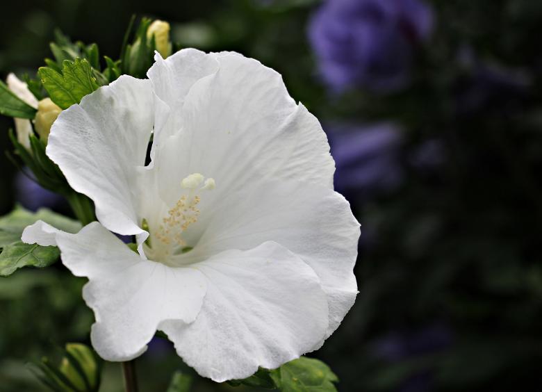 Free stock image of Mallow in the Garden created by Pixabay