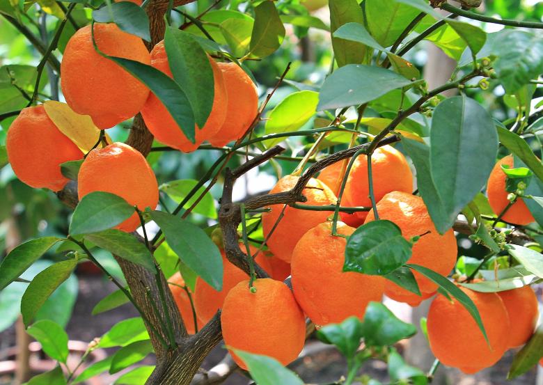 Free stock image of Fresh Oranges created by Pixabay