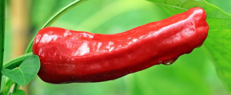 Free stock image of Fresh Pepper created by Pixabay