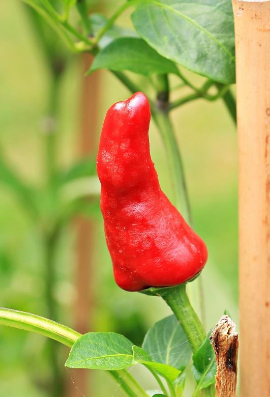 Free stock image of Fresh Pepper created by Pixabay