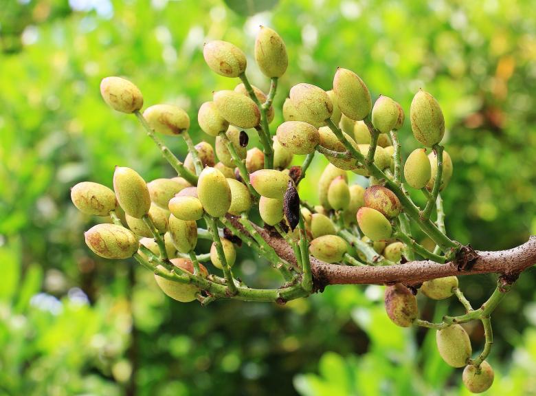 Free stock image of Bunch of Pistachios created by Pixabay
