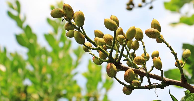 Free stock image of Bunch of Pistachios created by Pixabay