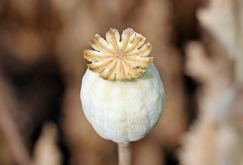 Free stock image of Poppy Butt created by Pixabay