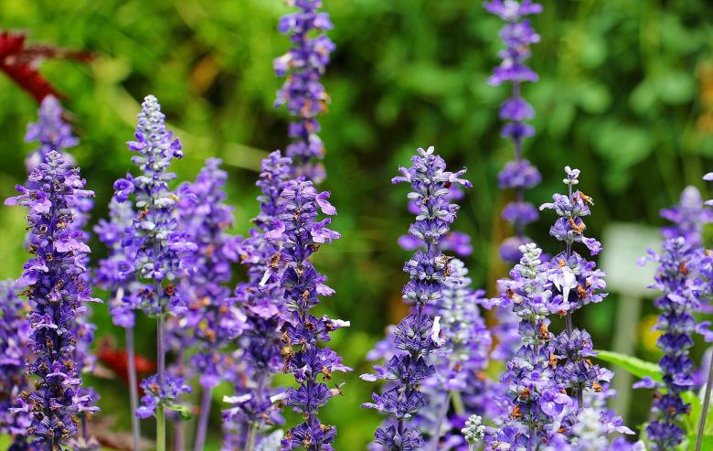 Free stock image of Fresh Sage created by Pixabay