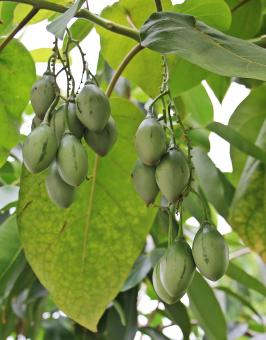 Free Stock Photo of Tree Fruits