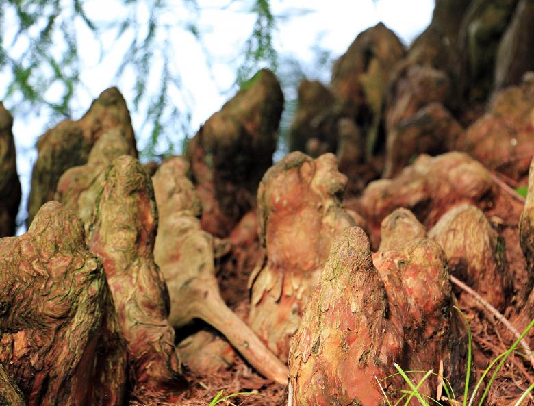 Free stock image of Tree Roots created by Pixabay