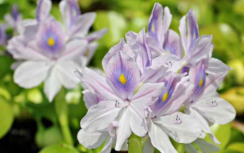 Free stock image of Water Hyacinth created by Pixabay