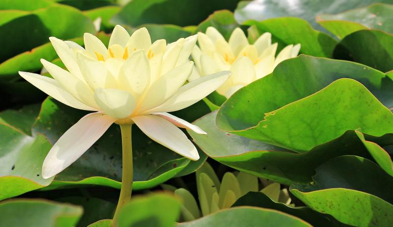 Free stock image of Water Lily created by Pixabay