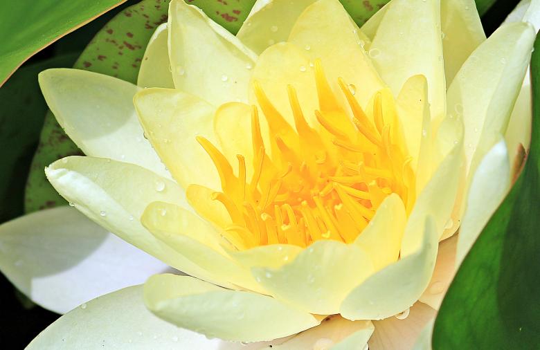 Free stock image of Water Lily created by Pixabay