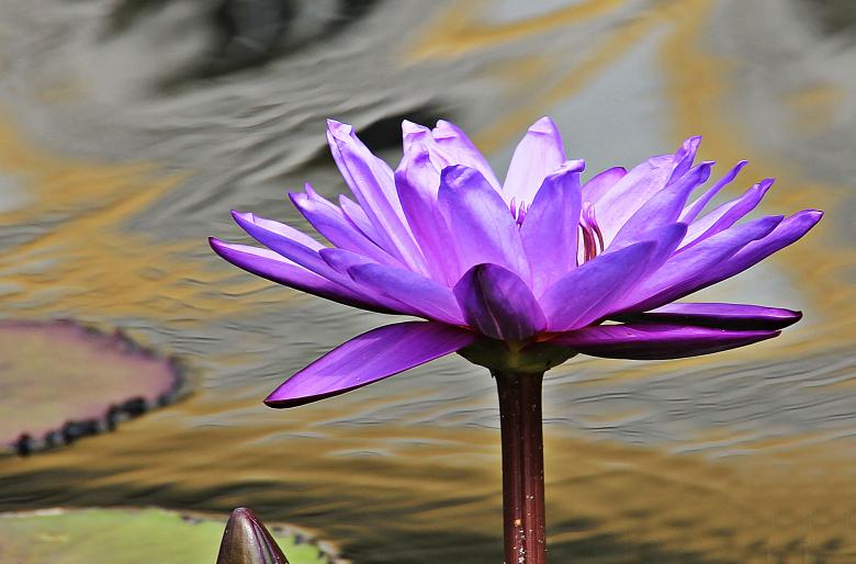 Free stock image of Water Lily created by Pixabay
