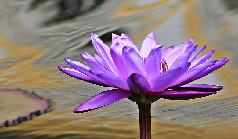 Free stock image of Water Lily created by Pixabay