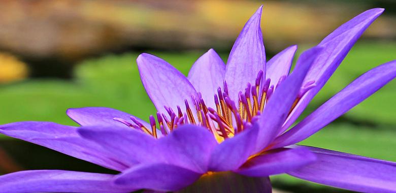 Free stock image of Water Lily created by Pixabay