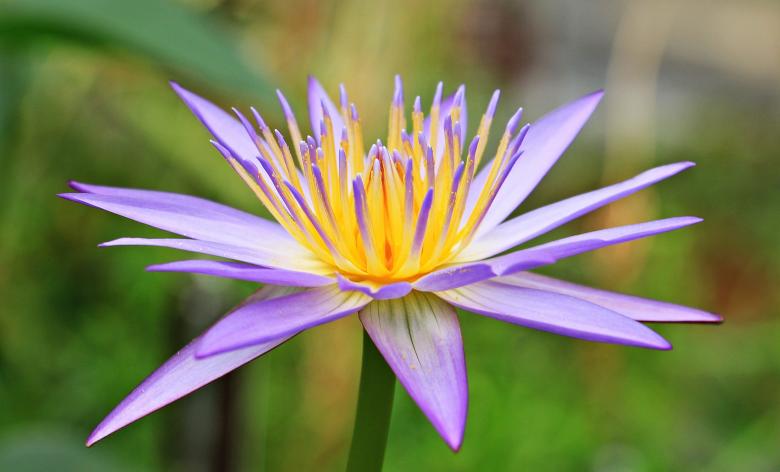 Free stock image of Water Lily created by Pixabay