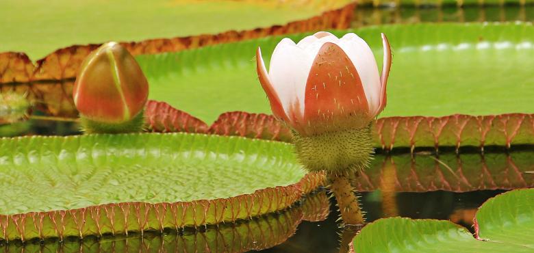 Free stock image of Water Lily created by Pixabay