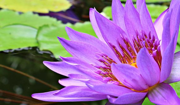 Free Stock Photo of Water Lily