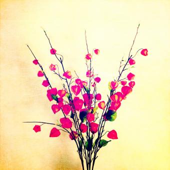 Red Bouquet - Free Stock Photo