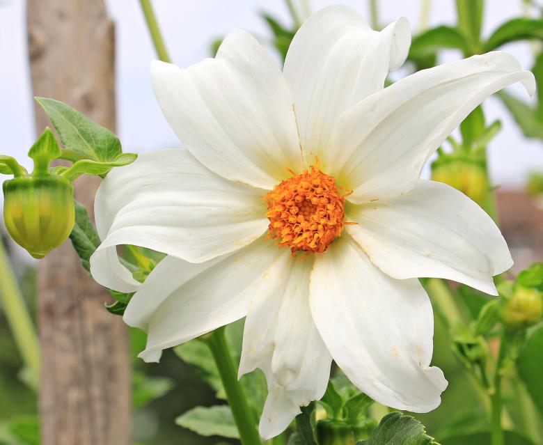 Free stock image of Fresh Dahlia created by Pixabay