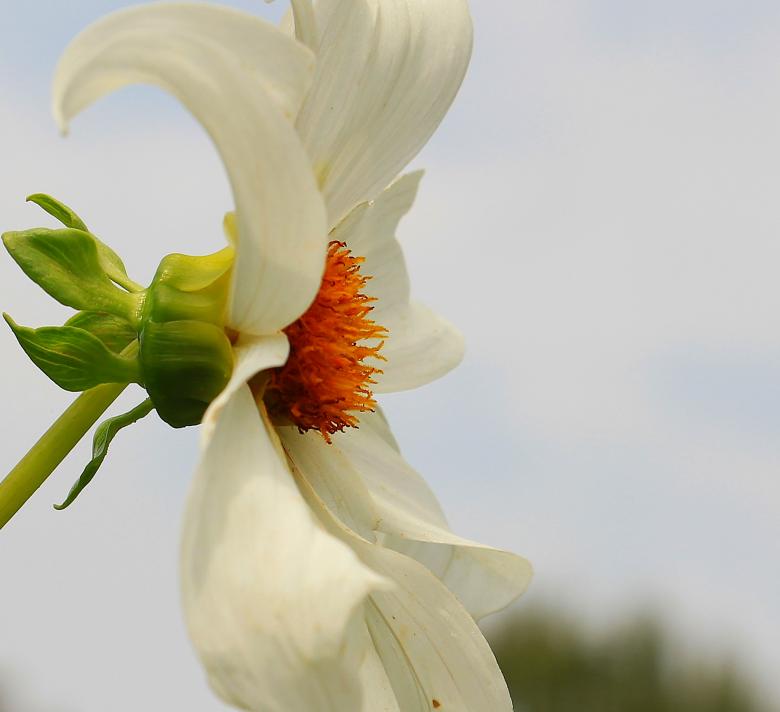 Free stock image of Fresh Dahlia created by Pixabay