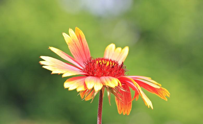 Free stock image of Macro Flower created by Pixabay