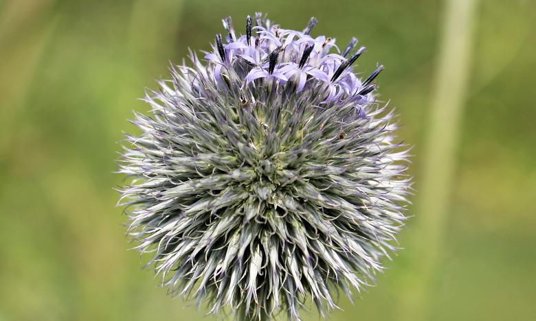 Free stock image of Globe Thistle created by Pixabay