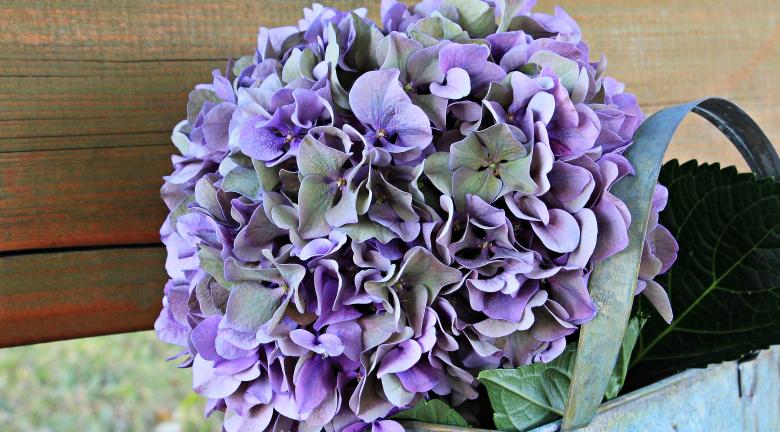 Free stock image of Fresh Hydrangea created by Pixabay