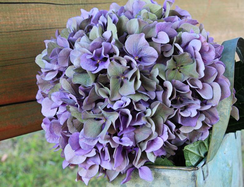Free stock image of Fresh Hydrangea created by Pixabay